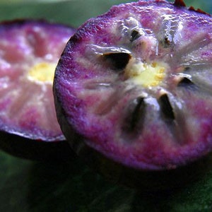 Caimito Purple Star Apple 5 Fresh Seeds ( Chrysophyllum Cainito ) Fruit Seeds