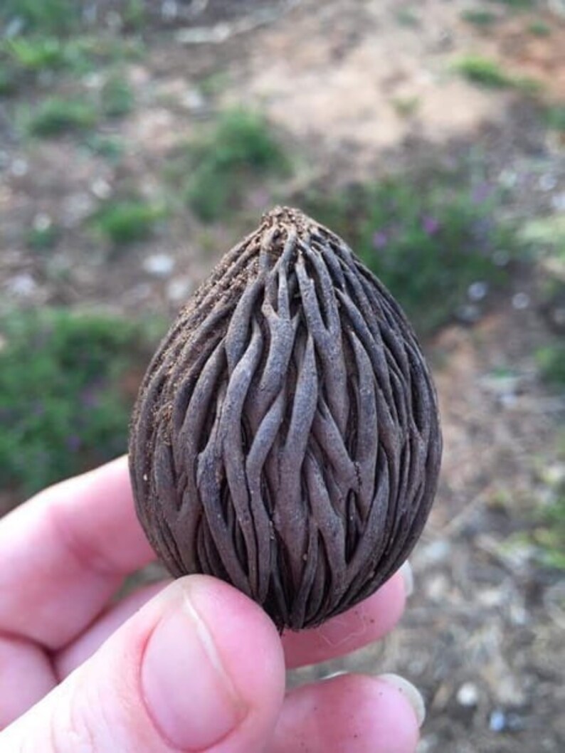 Foxtail Palm 10 Seeds Fresh Wodyetia Bifurcata Big Seeds Etsy