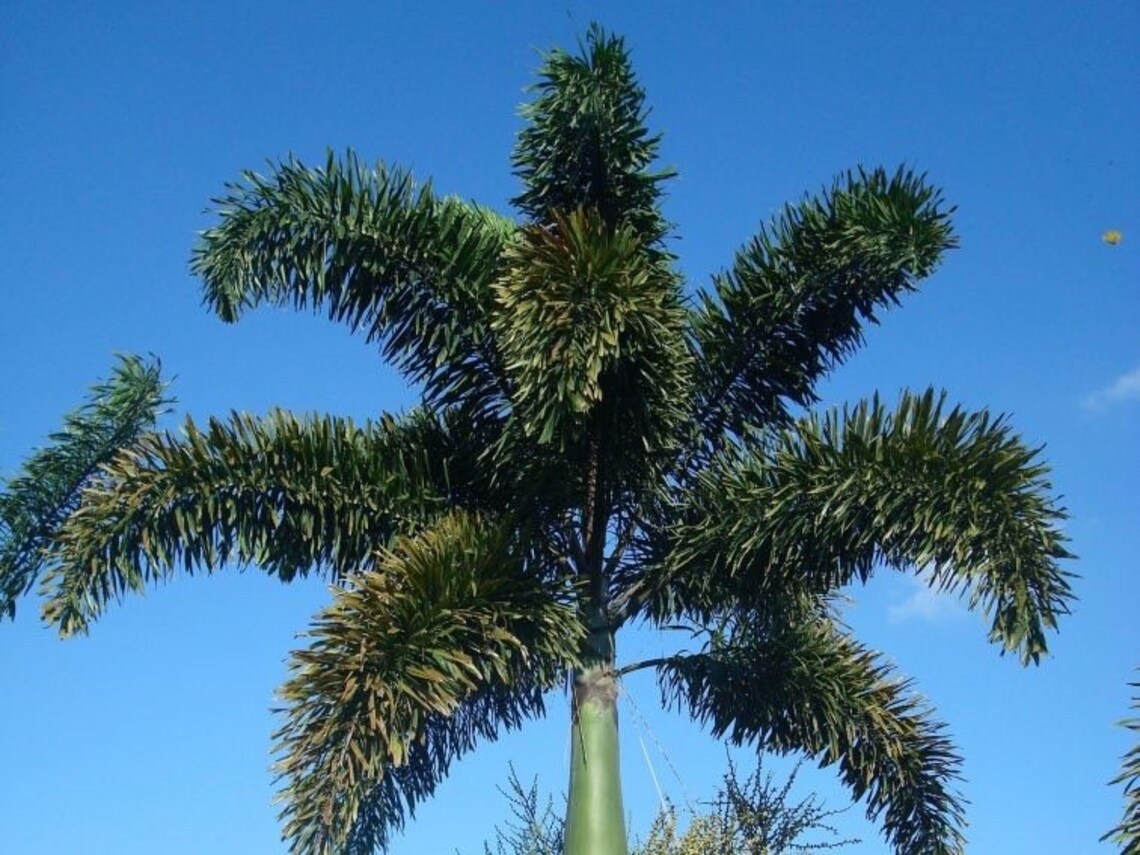 Foxtail Palm 10 Seeds Fresh Wodyetia Bifurcata Big Seeds Etsy