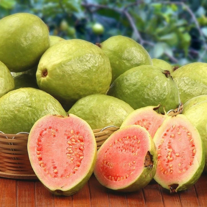 Red Guvas Red Guava and White Guava 100 Seeds Each Variety Fresh Seeds Organic ...