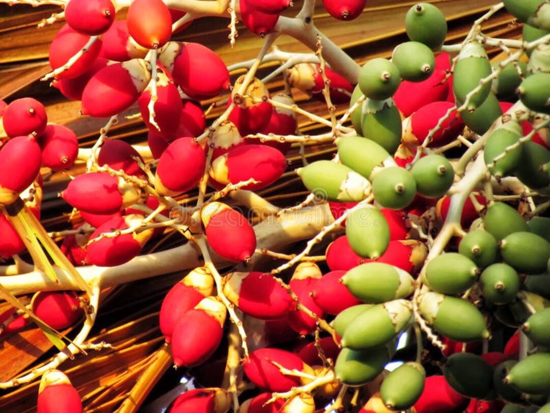 Christmas Palm Seeds Veichia Merrillii Fresh Seeds Etsy