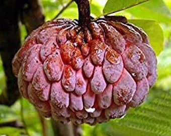 Annona squamosa ‘Purple’ - Purple Sugar Apple Seeds Red Anon Ref Sugar Apple fresh SEEDS USA Seller