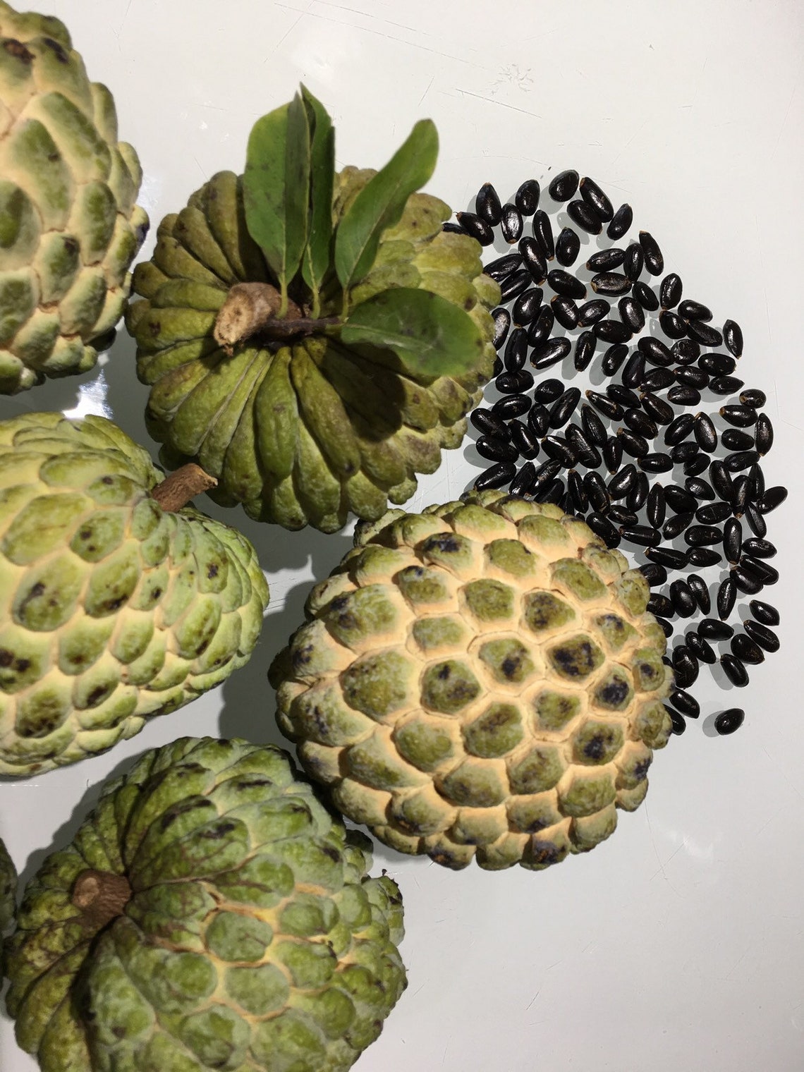 Red Sugar Apple & Green Sugar Apple 10 Seeds each varieties Etsy