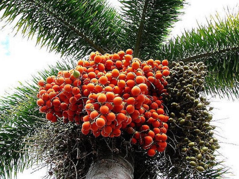 Foxtail Palm 10 Seeds Fresh Wodyetia Bifurcata Big Seeds Etsy