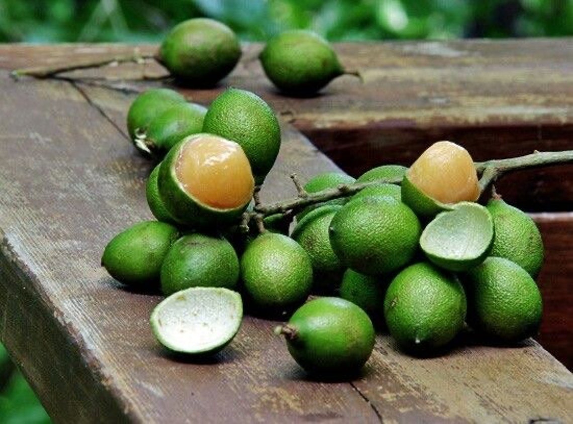 Spanish lime Melicoccus Bijugatus Genip Quenepa Mamoncillo Etsy