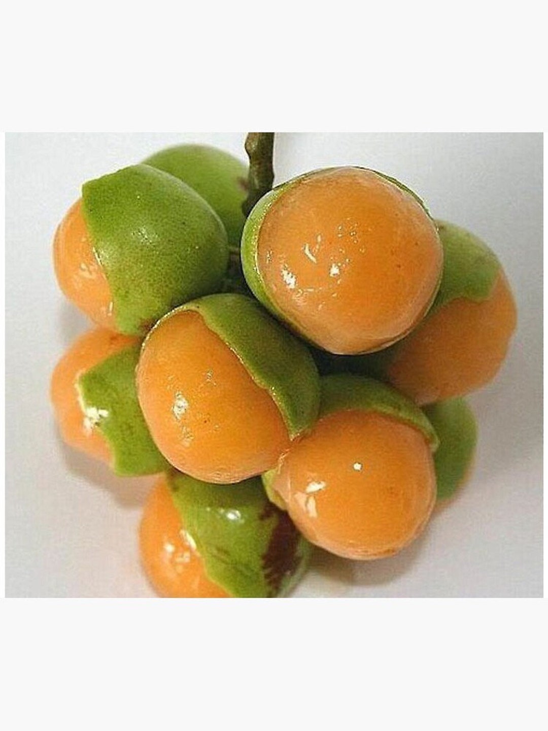 Spanish Lime Mamoncillos Melicoccus Bijugatus Quenepa Guinep Fresh