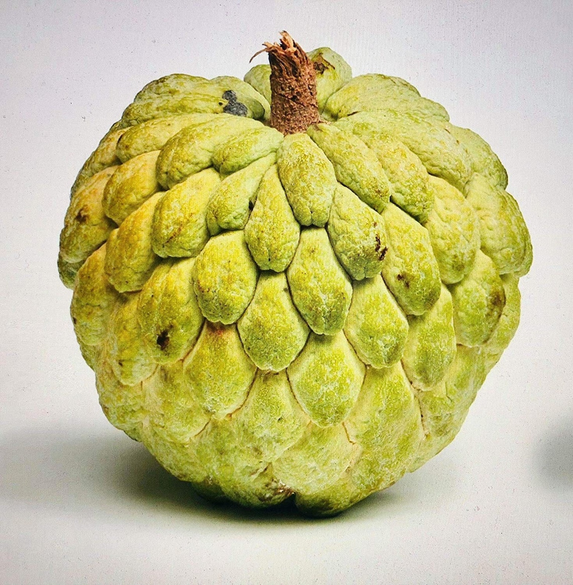 Tropical Exotic Fruits Seeds Mix 5 Each Variety USA SELLER . Etsy