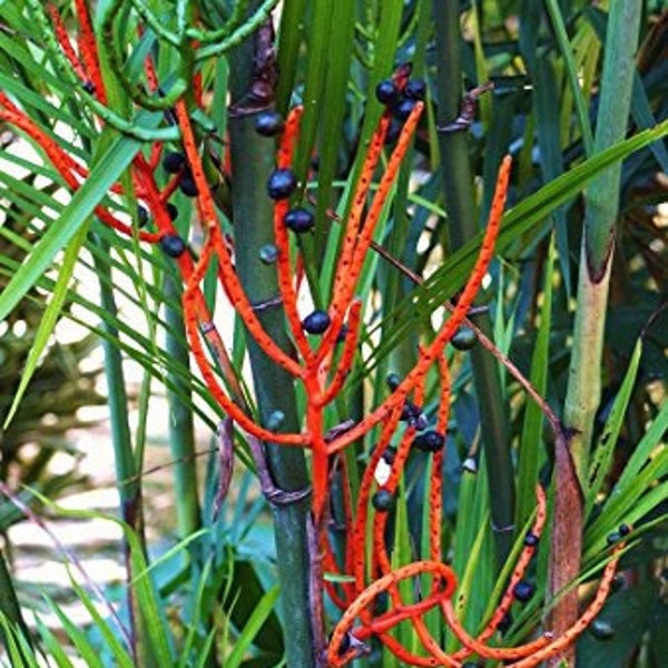 Palm Bamboo 50 Seeds Chamaedore Seifrizii Indoor Outdoor Exotic Plant ( read description )