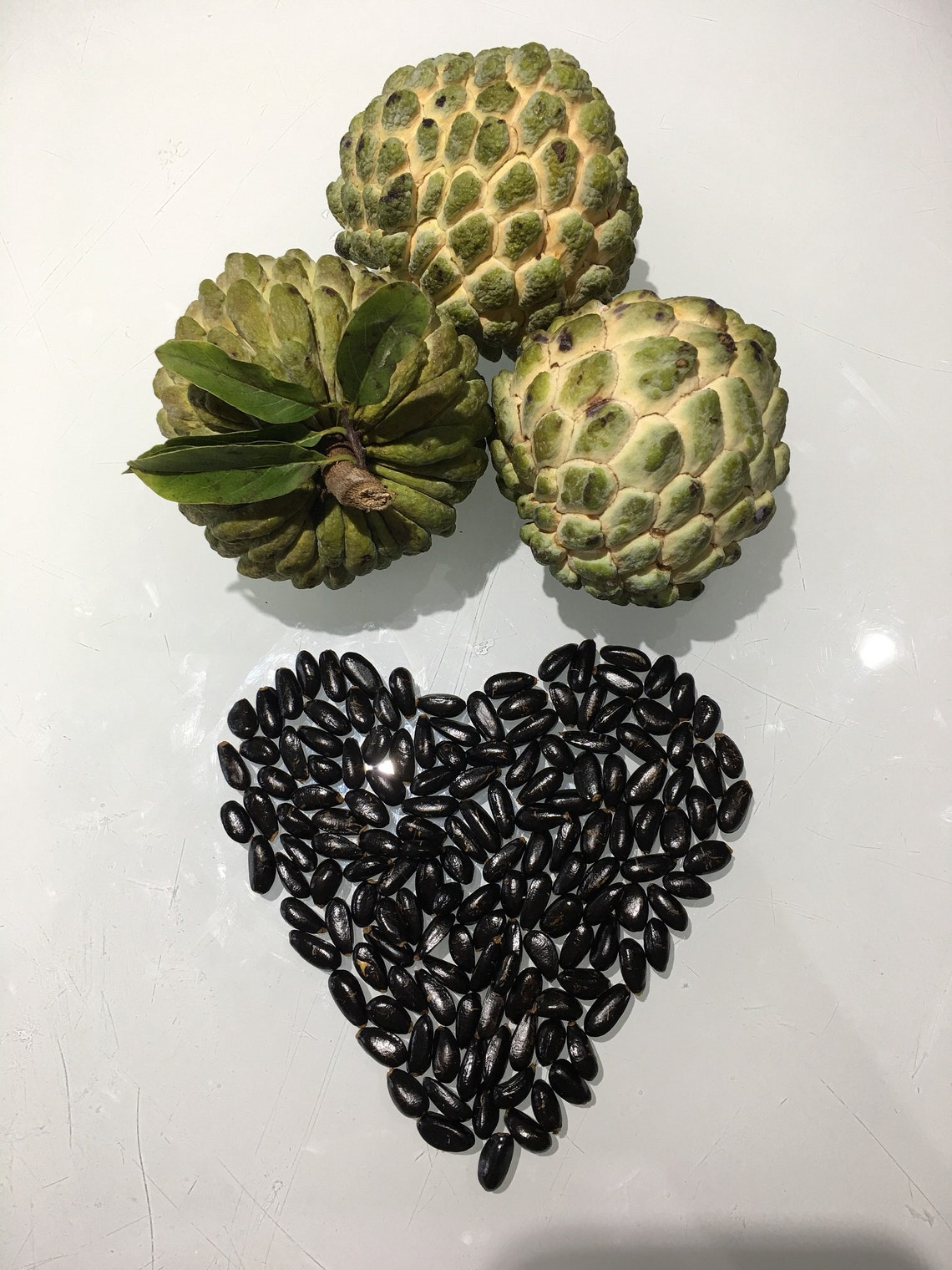 Annona Squamosa, Anon, Sugar Apple Seeds. - Etsy