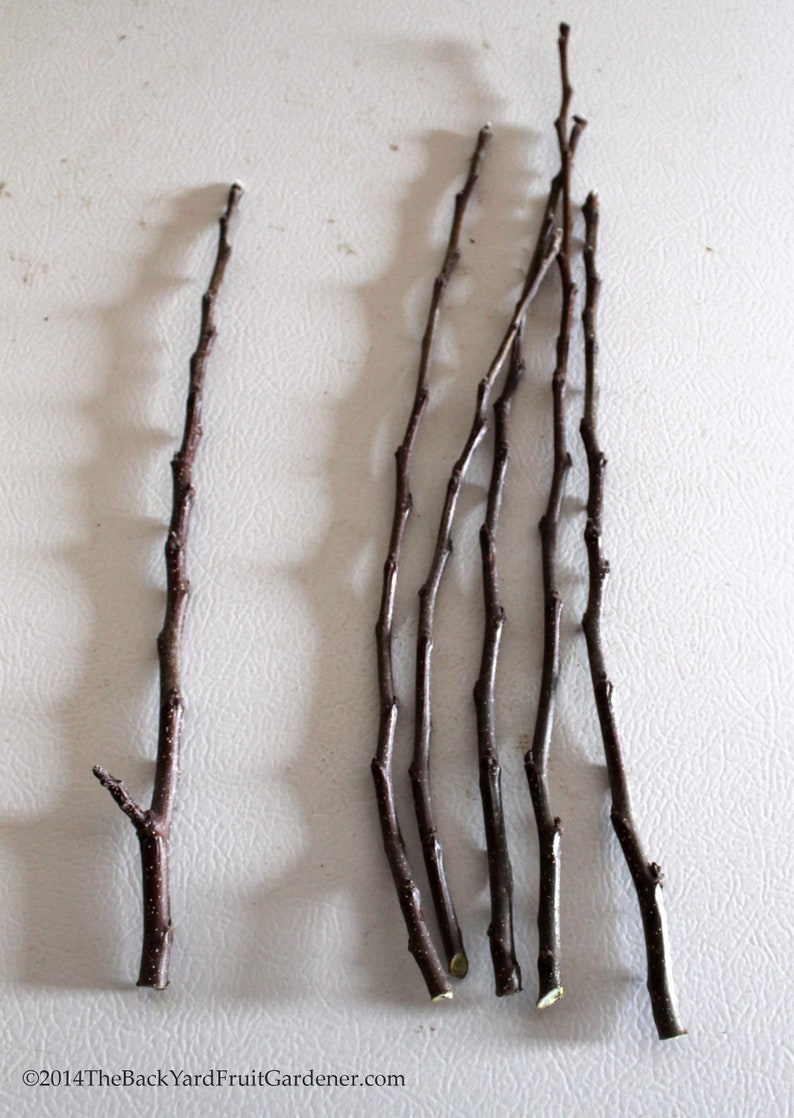 Surinam Sherry Eugenia Uniflora Scions Wood 10 Cuttings Season Etsy