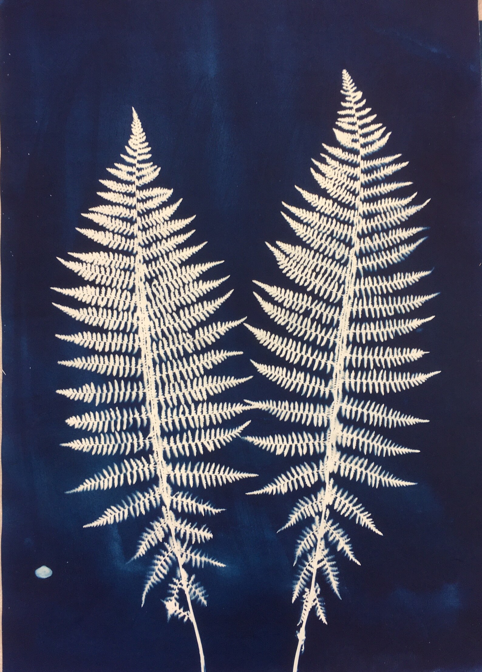 Double Fern Cyanotype - Etsy