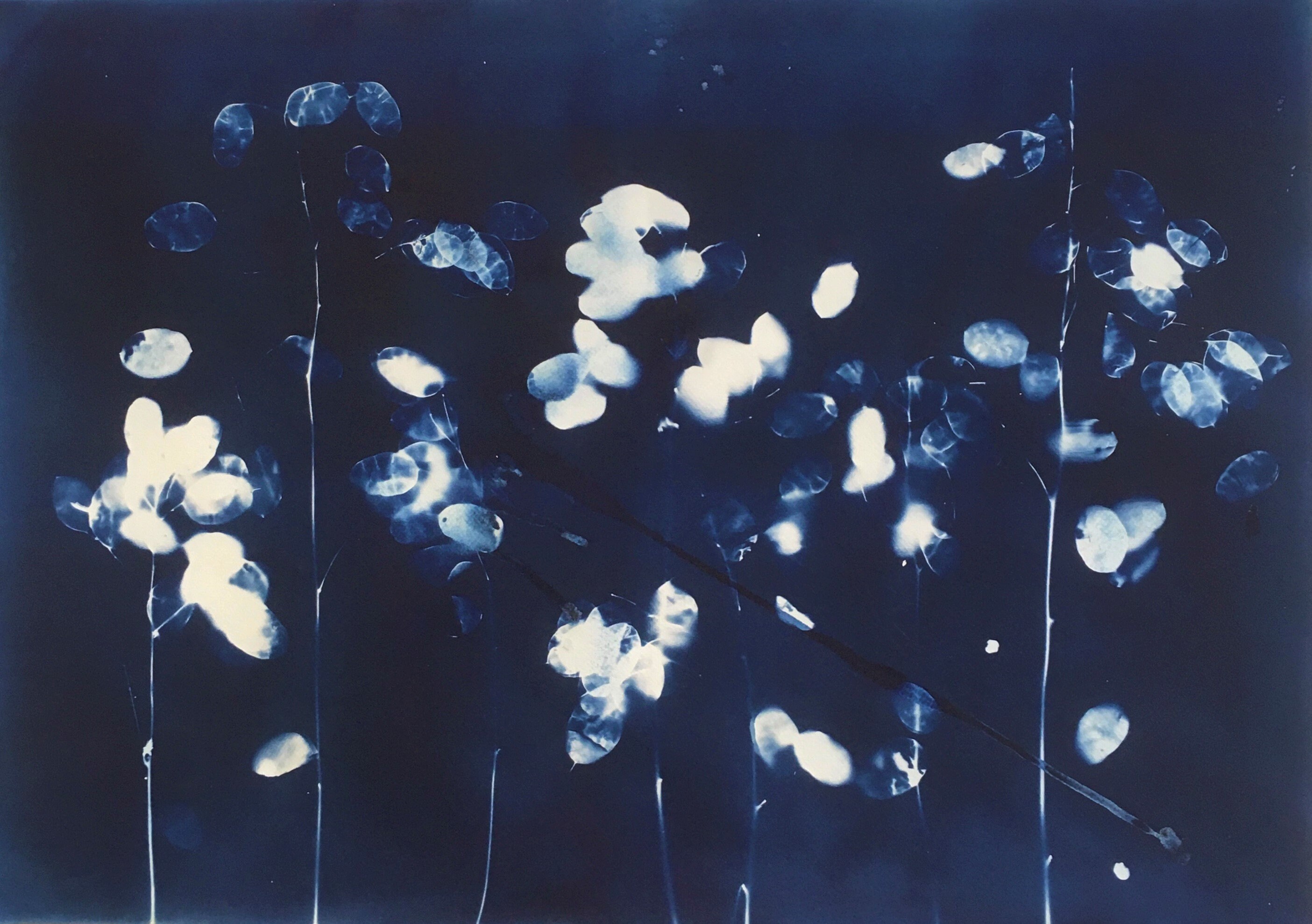 Annual Honesty A4 Cyanotype print original