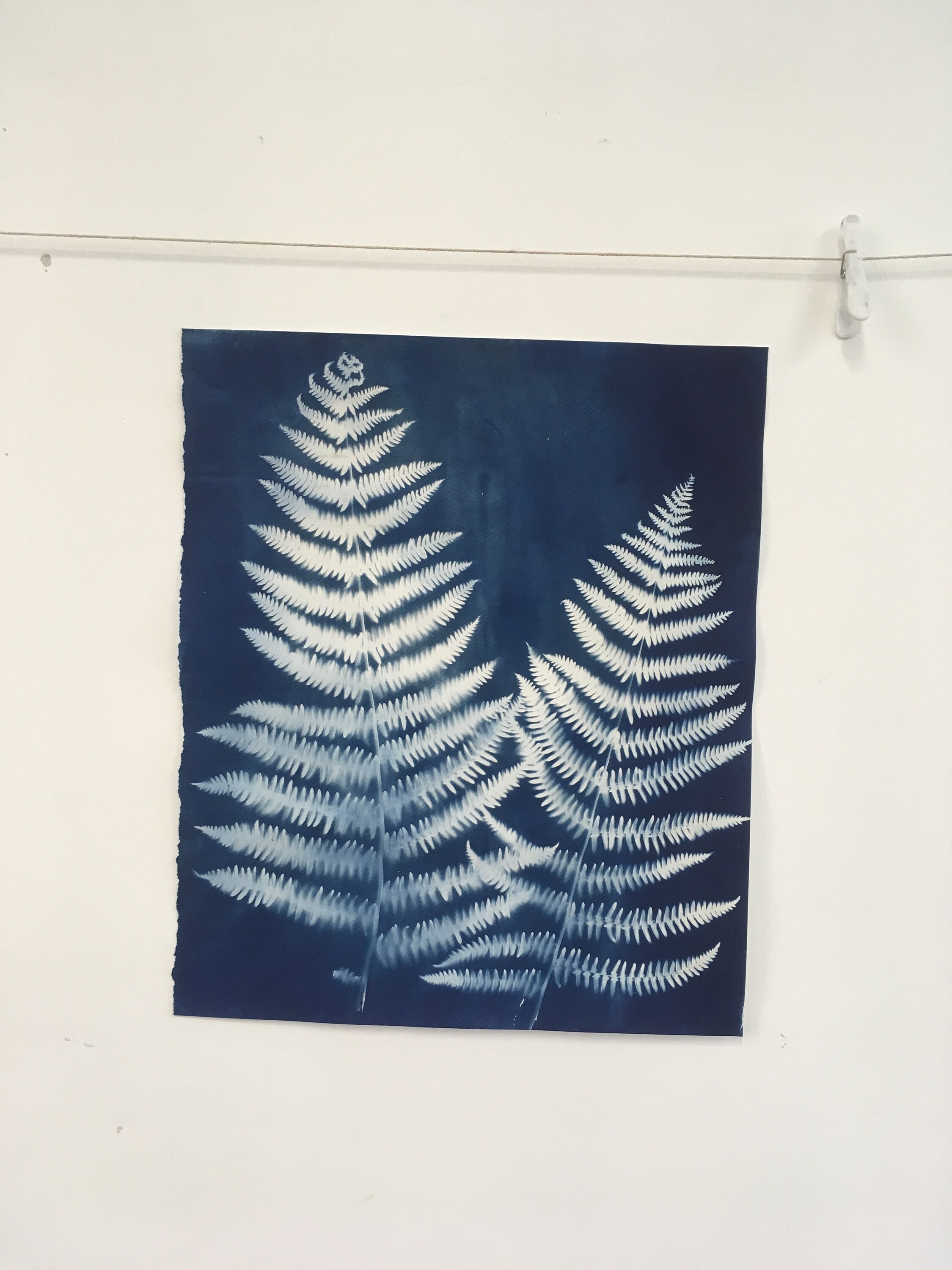 Double Fern Cyanotype - Etsy