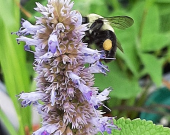 Anise Hyssop seeds