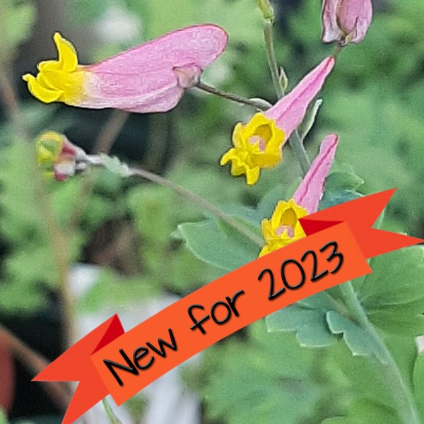 Pale Corydalis seeds