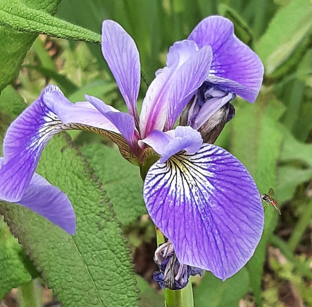 Blue Flag Iris Seeds Etsy Canada
