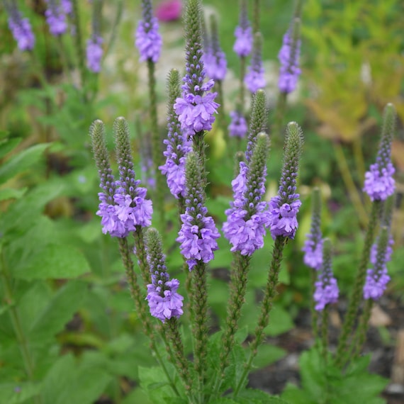 Graines de verveine bleue -  France