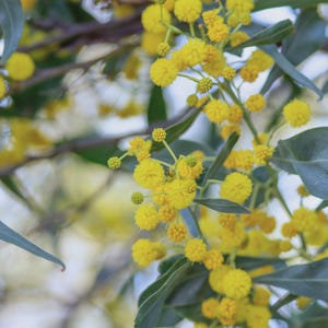 Low Boy Prostrate Acacia Plant One Gallon Size