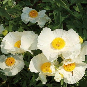 Romneya Coulteri Tree Poppy One Gallon Size