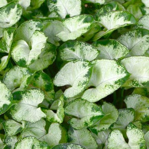 May include: Close-up of a cluster of Caladium leaves. The leaves are heart-shaped with a white base and green edges and spots. The leaves are densely packed together, creating a lush, textured appearance.