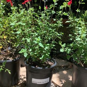 Hot Lips Sage Salvia microphylla 'Hot Lips' Plant image 1