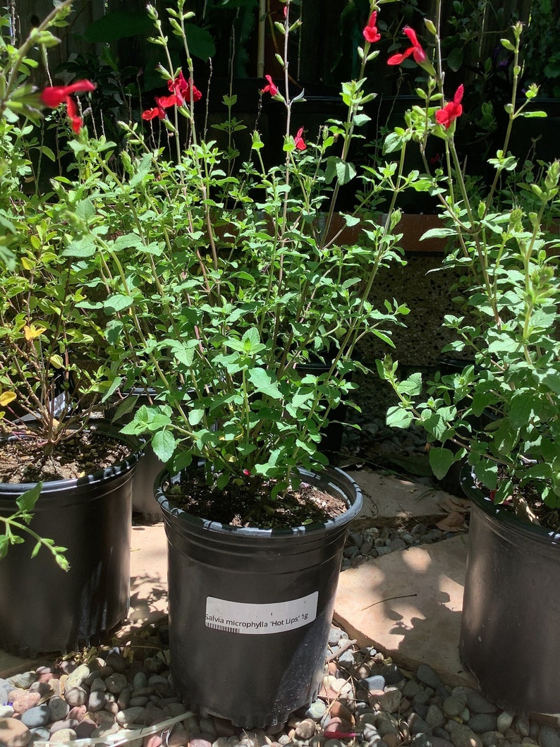 Hot Lips Sage Salvia microphylla 'Hot Lips' Plant image 1