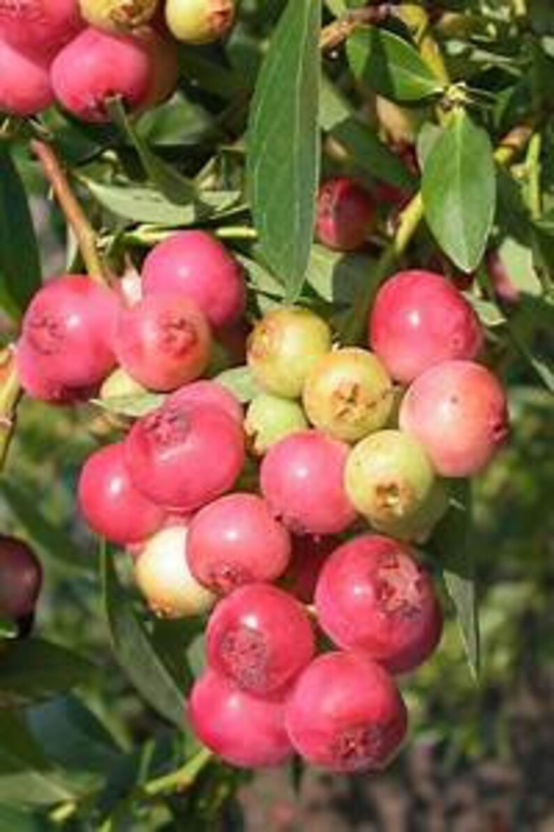 2 Rhus Integrifolialemonade Berry Plants Etsy