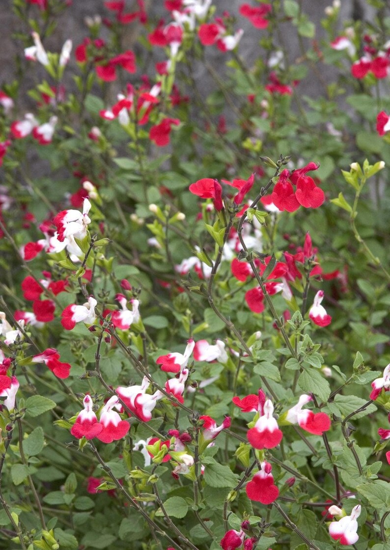 Hot Lips Sage Salvia microphylla 'Hot Lips' Plant image 2