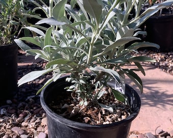 White Sage Salvia apiana Plant