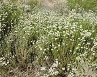 Eriogonum fasciculatum -California Buckwheat Plant One Gallon Size