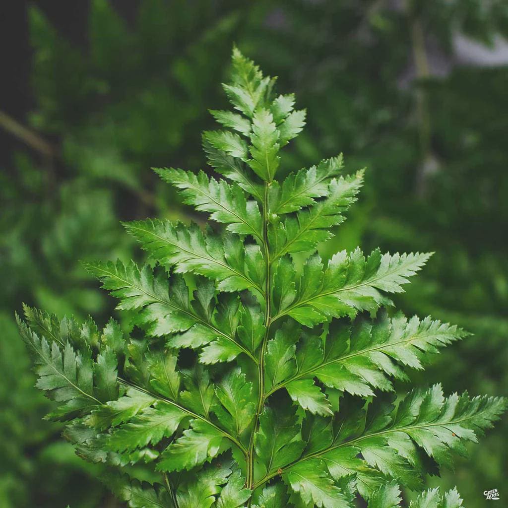 Leather Leaf Fern 1 Gallon Size