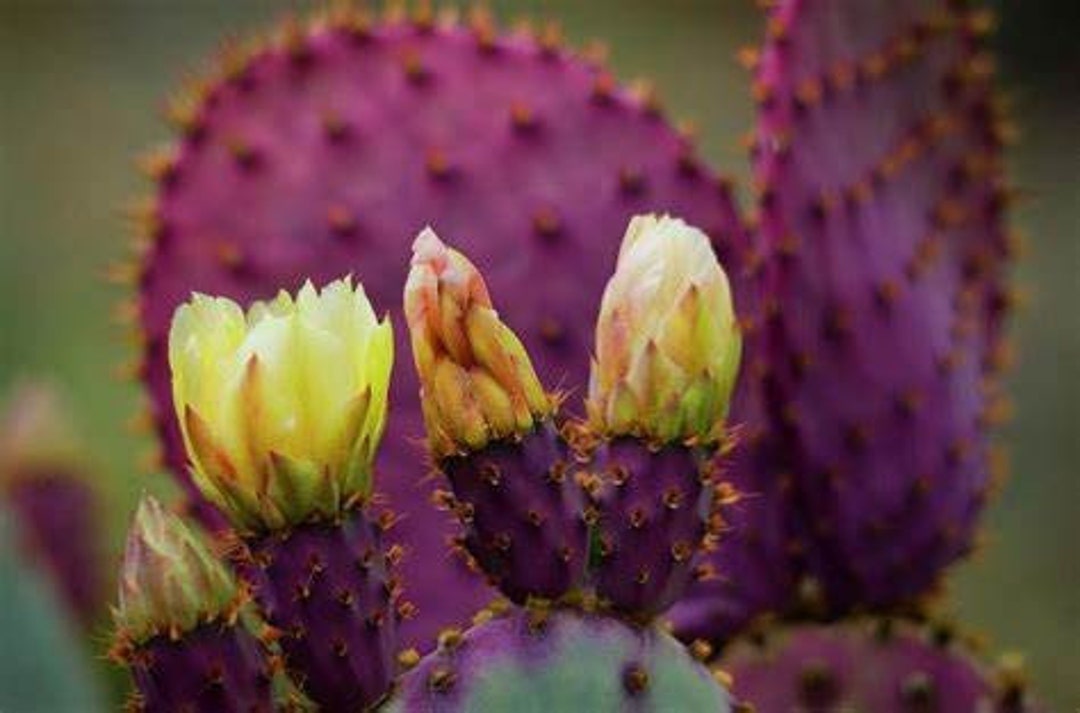 1 Purple Prickly Pear Cactus Opuntia Macrocentra Pad - Etsy