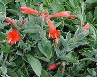 California fuchsia Zauschneria c. ‘Cloverdale’ (Epilobium) Plant