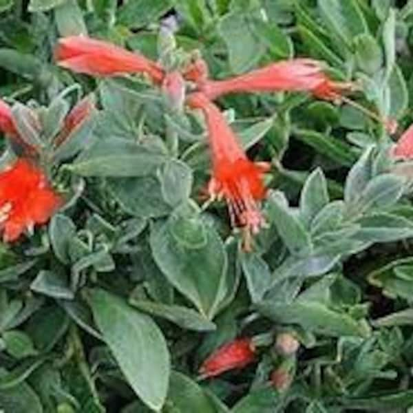 California fuchsia Zauschneria c. ‘Cloverdale’ (Epilobium) Plant