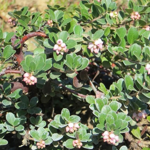 Arctostaphylos uva-ursi Point Reyes Manzanita sandberry, kinnikinnick and Bearberry