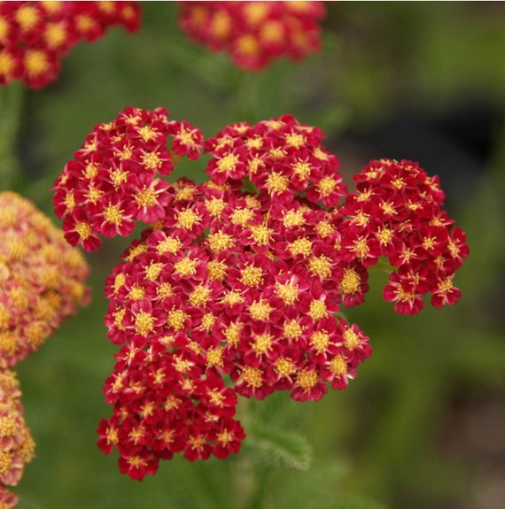 New Vintage Red Yarrow Achillea M. Balvinred Plant One Gallon Size -   Canada