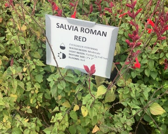 Salvia Roman Red Sage One  Gallon Size