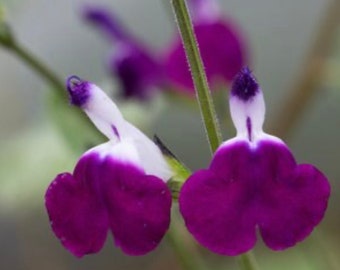 Salvia Greggii Amethyst Lips Autumn Sage Plant One Gallon Size