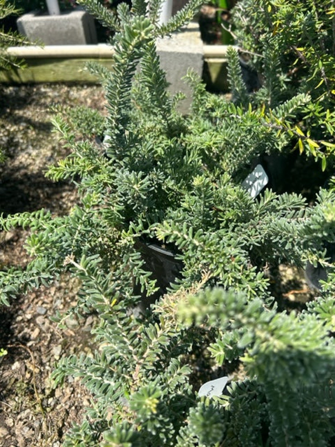 Jade Mound Grevillea Lanigera Silky Oak Plant One Gallon Size Etsy