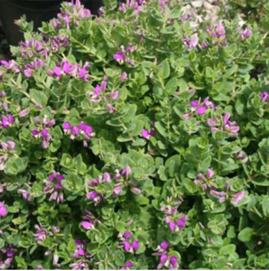 Polygala Fruticosa Petite Butterfly Sweet Pea Plant One