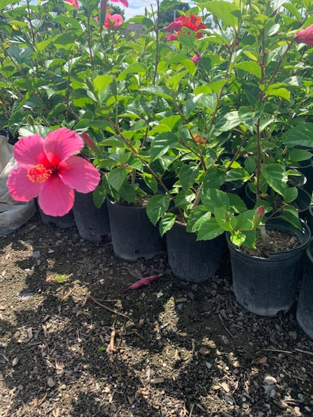 Tropical Hibiscus 'lipstick' Pink Flower Plant Etsy