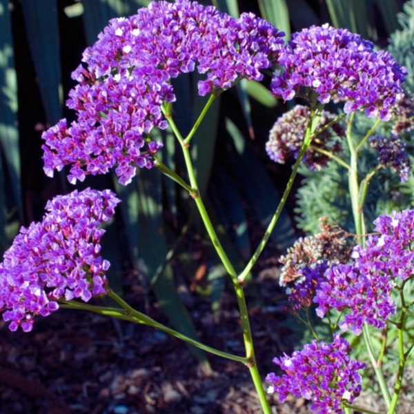 Limonium Perezii Sea Lavender One Gallon Size