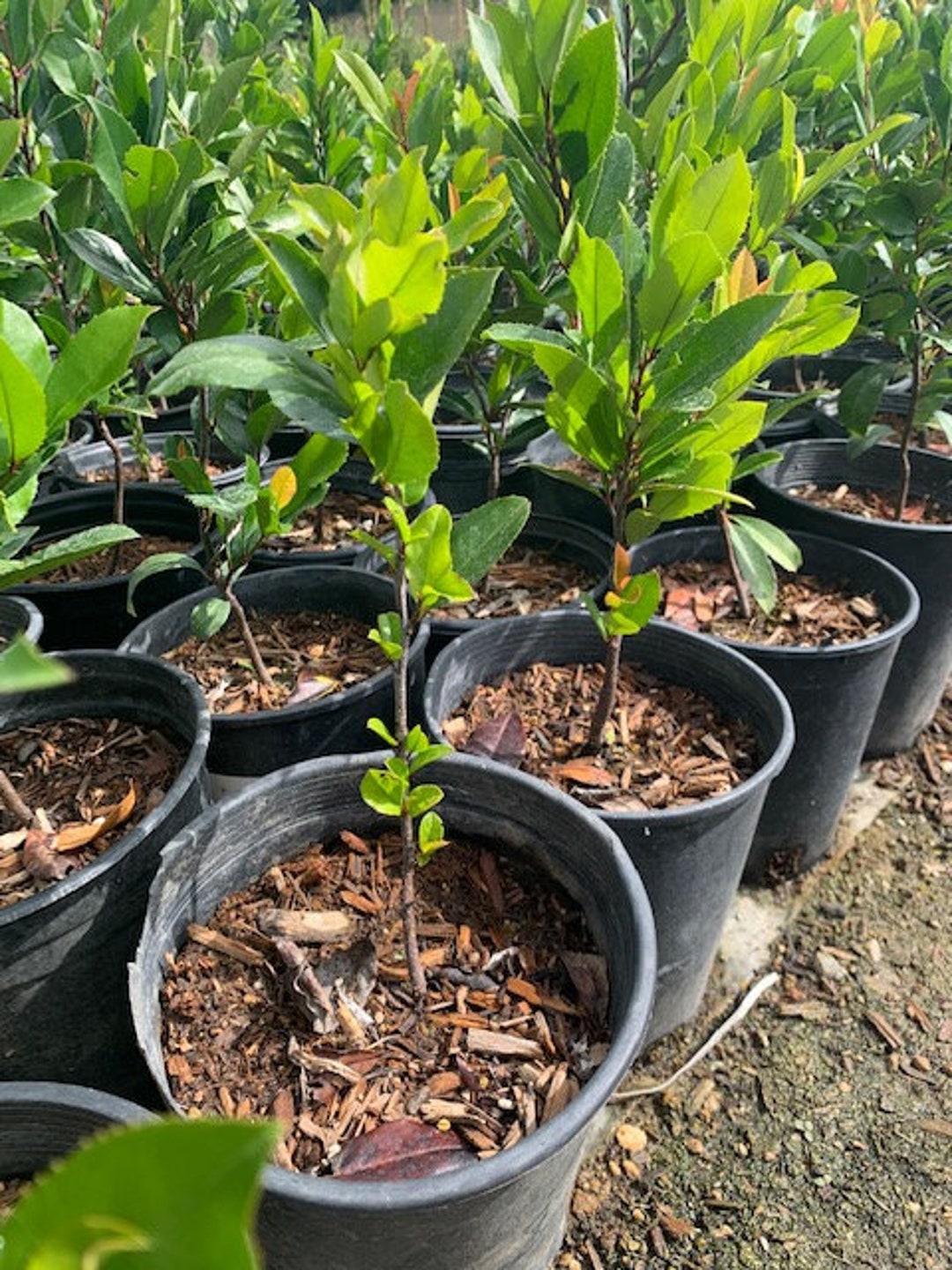 Carolina Cherry Laurel Plant Prunus Caroliniana Etsy