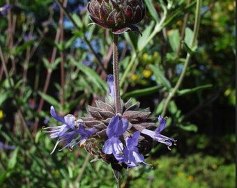 Salvia X Allen Chickering Sage Plant One Gallon