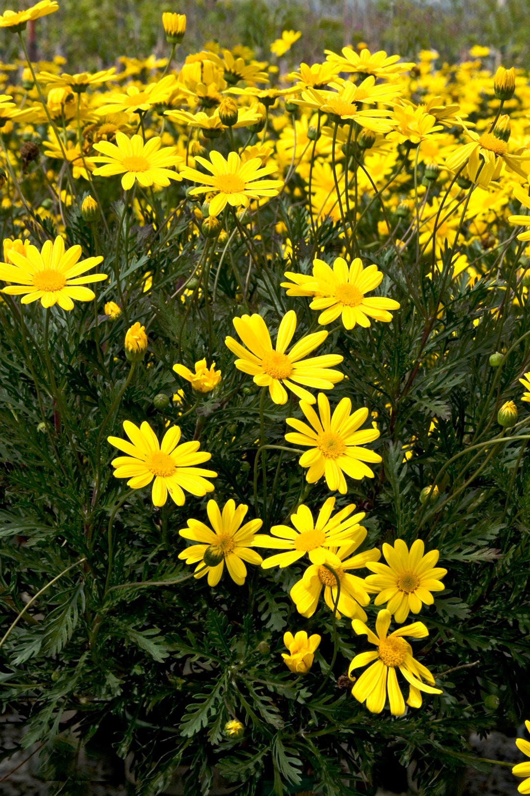 Yellow Bush Daisy Plant Euryops Sonnenschein - Etsy