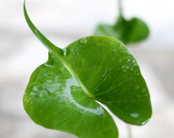 Alocasia ‘Stingray'