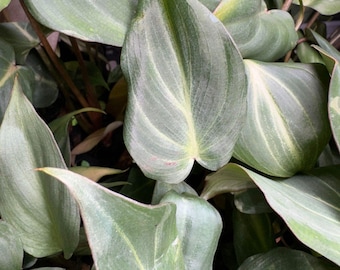 Philodendron Gloriosum 'Dark Form'