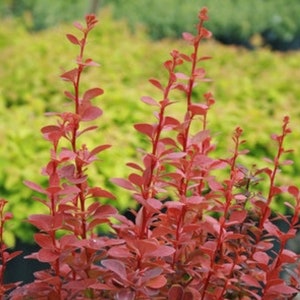 Orange Rocket Barberry Berberis thunbergii Orange Rocket Plant One Gallon Size image 1