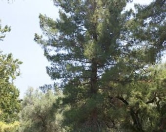 Afghan Pine Tree Pinus eldarica