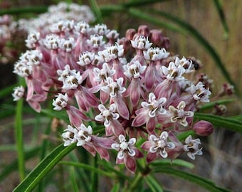 1  Narrowleaf Milkweed Asclepias fascicularis Butterfly Host Plant | One Gallon